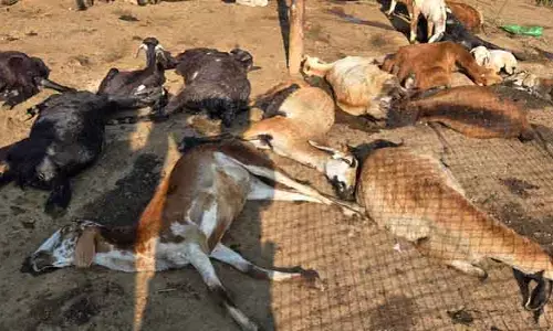 విషాహారం తిని గొర్రెలు మృతి