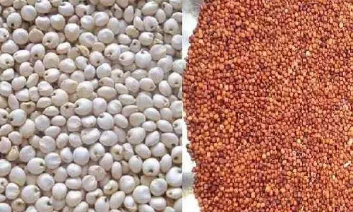 ఇక నుంచి ఈ జిల్లాల్లోనూ ఫ్రీగా రాగులు, జొన్నలు