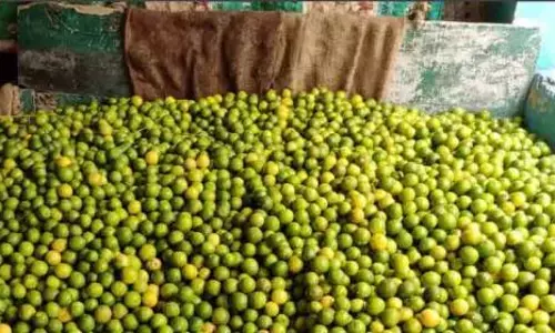 నిమ్మకాయలు బస్తా రూ.10 వేలు
