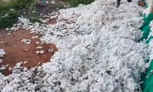 రైతు పంటపై రాక్షసత్వం