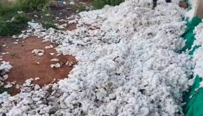 రైతు పంటపై రాక్షసత్వం రైతు పంటపై రాక్షసత్వం