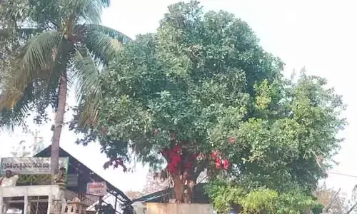 Kadamba trees : ఈ వృక్షాల‌ను సంర‌క్షిస్తే.. ధ‌ర్మాన్ని ప‌రిర‌క్షించిన‌ట్టే..!