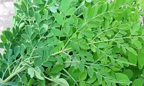 Winter Healthy Food :  చ‌లి కాలంలో ఈ ఆకుల‌ను ప్ర‌తిరోజు తింటే మీరు ఆరోగ్య‌వంతులే..!