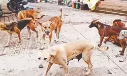 గద్వాలలో వీధికుక్కల స్వైరవిహారం.. 15 మందిపై దాడి గద్వాలలో వీధికుక్కల స్వైరవిహారం.. 15 మందిపై దాడి