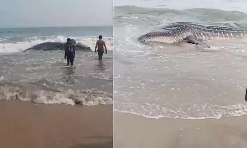 Yarada beach: విశాఖ యారాడ బీచ్‌లో ఒడ్డుకు కొట్టుకొచ్చిన భారీ తిమింగలం