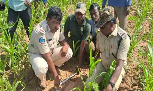 పంట పొలాల్లో పెద్ద పులి జాడలు