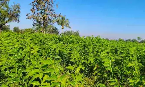 సంప్రదాయ పంటలకు ప్రత్యామ్నాయ పంటగా మల్బరీ