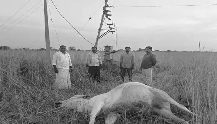 విద్యుత్ షాక్ కి గురై ఎద్దు మృతి