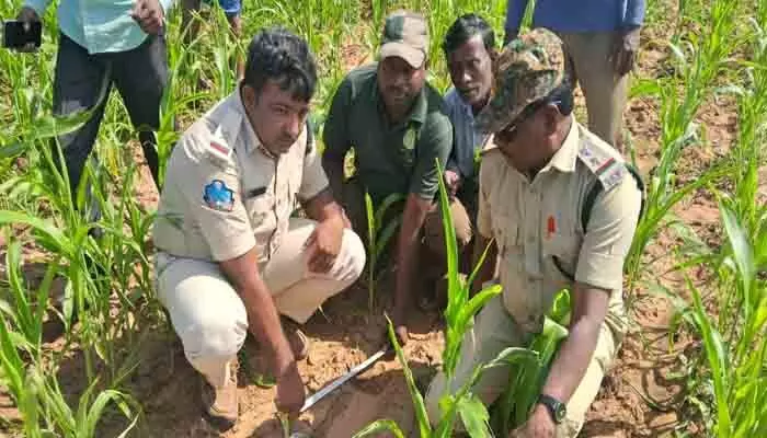 పంట పొలాల్లో పెద్ద పులి జాడలు పంట పొలాల్లో పెద్ద పులి జాడలు