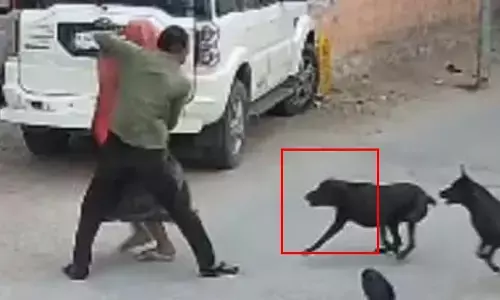 Stray Dogs: వీధి కుక్కల స్వైర విహారం.. ఇద్దరిపై ఘోర దాడి.. వీడియో వైరల్