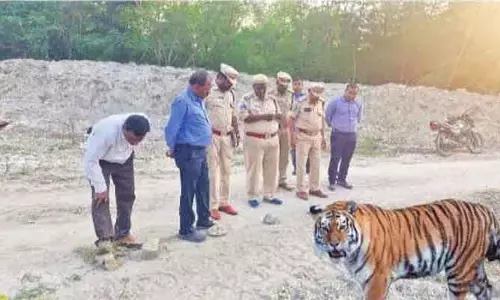 వామ్మో పులి..  చిక్కదు...దొరకదు!