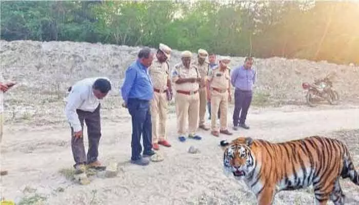 వామ్మో పులి.. చిక్కదు...దొరకదు! వామ్మో పులి.. చిక్కదు...దొరకదు!