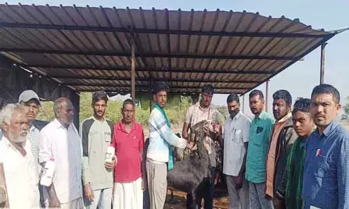 గొర్రెలు, మేక‌ల‌కు ఉచిత న‌ట్ట‌ల నివార‌ణ మందులు పంపిణీ