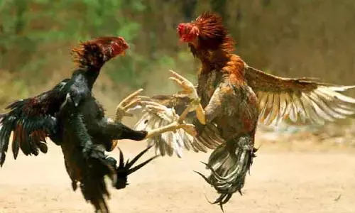 జగ్గంపేటలో జోరుగా కోడి పందాలు