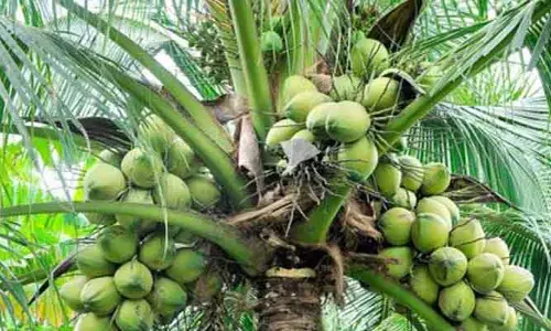 కోనసీమ కొబ్బరికి మహర్దశ: రెండు చోట్ల ఇంక్యుబేషన్ సెంటర్ల ఏర్పాటు