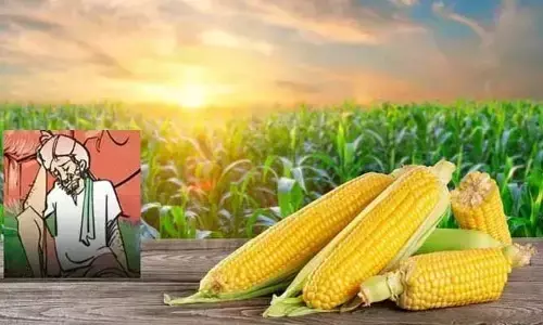 మొక్కజొన్న రైతులకు తప్పని తిప్పలు.. నేటితో ముగుస్తున్న గడువు!