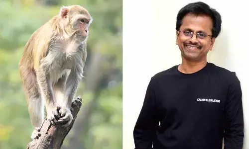 సంచలన నిర్ణయం తీసుకున్న డైరెక్టర్.. స్టార్ హీరోలు లేకుండా కోతితో భారీ మూవీ!