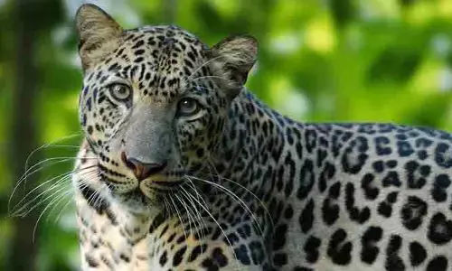 రాష్ట్రంలో చిరుతల (Leopards) కలకలం