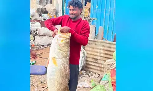వామ్మో ఎంత పెద్ద చేప..మత్య్సకారుడి పంట పడింది..!