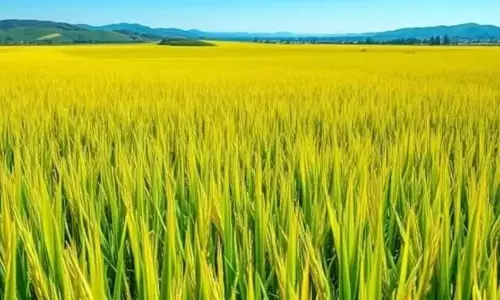 India: ప్రపంచంలోనే అతిపెద్ద బియ్యం ఉత్పత్తిదారుగా భారత్