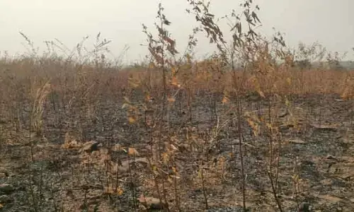 నిప్పుంటుకొని దగ్దమైన కంది పంట