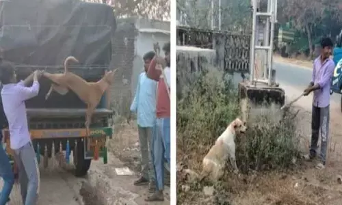 మ‌ర్రిగూడ నుంచి గ్రామ‌సింహాల త‌ర‌లింపు
