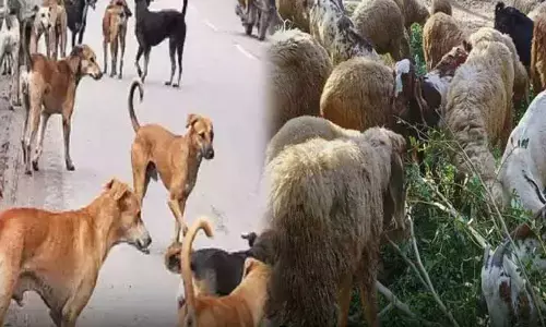 కుక్కల దాడిలో 12 గొర్రె పిల్లల మృతి