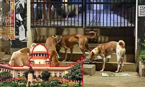 వీధికుక్కల కేసుపై సుప్రీం సీరియస్: రాష్ట్రాలకు తీవ్ర హెచ్చరిక