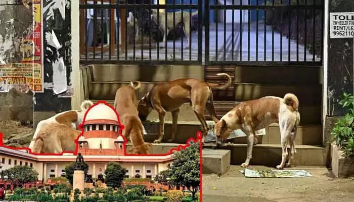 వీధికుక్కల కేసుపై సుప్రీం సీరియస్: రాష్ట్రాలకు తీవ్ర హెచ్చరిక వీధికుక్కల కేసుపై సుప్రీం సీరియస్: రాష్ట్రాలకు తీవ్ర హెచ్చరిక