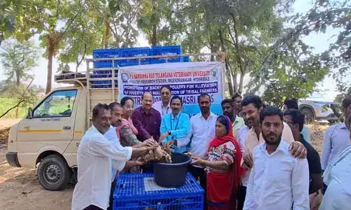 ​ రాజశ్రీ కోళ్ల పెంపకంతో గిరిజన కుటుంబాలల్లో ఆర్థిక స్వావలంబన