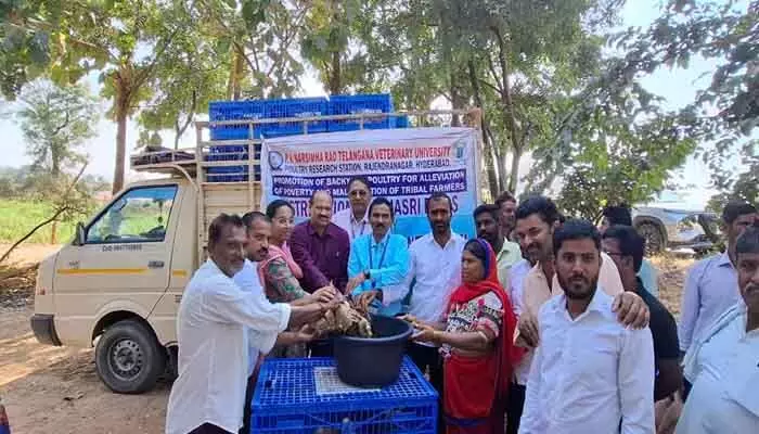  రాజశ్రీ కోళ్ల పెంపకంతో గిరిజన కుటుంబాలల్లో ఆర్థిక స్వావలంబన రాజశ్రీ కోళ్ల పెంపకంతో గిరిజన కుటుంబాలల్లో ఆర్థిక స్వావలంబన