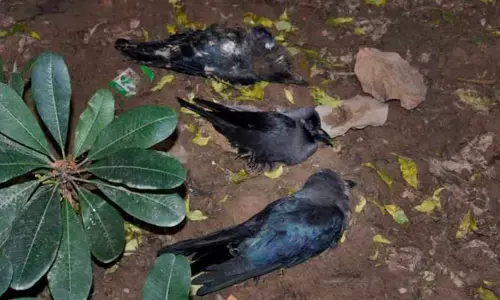 చెన్నైలో కాకుల మిస్టరీ మరణాలు