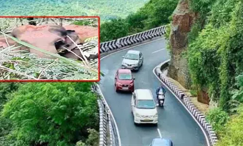 తిరుమల ఘాట్ రోడ్డులో ఏనుగులు.. అప్రమత్తమై అడవుల్లోకి తరిమిన అధికారులు