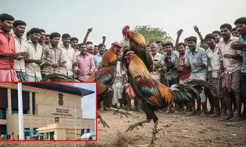 పందెం రాయుళ్లకు షాక్.. కోడిపందేలపై హైకోర్టు కీలక ఆదేశాలు