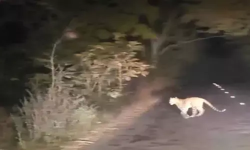 కేకేవై రహదారి పై చిరుత పులి షికారు