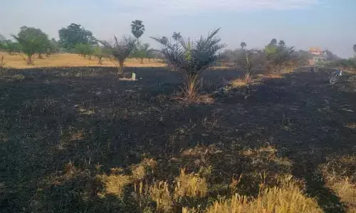 అగ్నికి ఆహుతైన ఫామ్ ఆయిల్ తోట