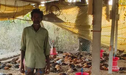 1800 కు పైగా నాటు కోళ్లు మృత్యువాత