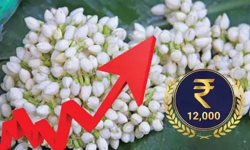 రికార్డు స్థాయికి చేరిన కిలో మల్లెపూల ధర.. ఎంతో తెలిస్తే దిమ్మతిరగడం పక్కా!