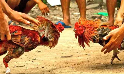 సంక్రాంతి సందడి.. కోడి పందాల హడావుడి