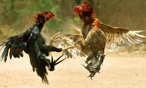 మహింద్రా థార్, రాయల్ ఎన్‌ఫీల్డ్.. కోడిపందాల్లో కళ్లు చెదిరే బహుమతులు