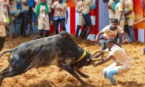 ప్రారంభమైన జల్లికట్టు సంబరాలు.. భారీ బందోబస్తు మధ్య కొనసాగుతున్న పోటీలు