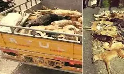విష ప్రయోగంతో కుక్కలను హతమార్చడం  క్రూరత్వానికి పరాకాష్ట