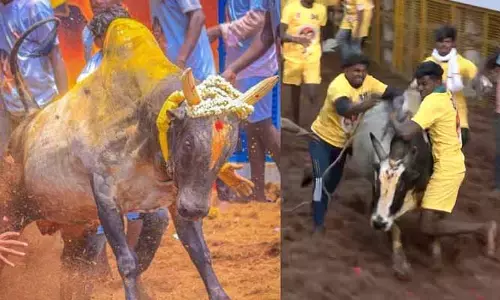 జల్లికట్టు పోటీల్లో అపశృతి.. 52 మందికి గాయాలు