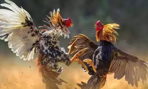 పందెం రాయుడు.. కోడిపందెంలో రూ.1.53 కోట్లు గెలిచిన రాజమండ్రి రమేష్
