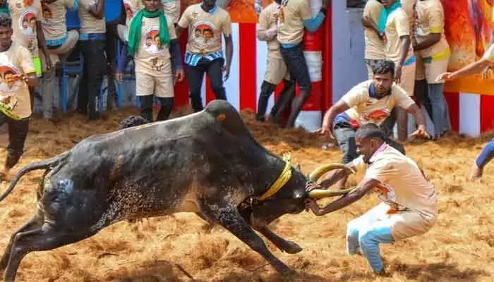 ప్రారంభమైన జల్లికట్టు సంబరాలు.. భారీ బందోబస్తు మధ్య కొనసాగుతున్న పోటీలు ప్రారంభమైన జల్లికట్టు సంబరాలు.. భారీ బందోబస్తు మధ్య కొనసాగుతున్న పోటీలు