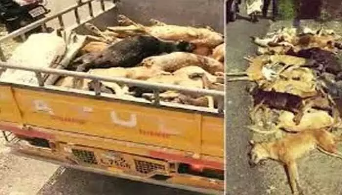 విష ప్రయోగంతో కుక్కలను హతమార్చడం క్రూరత్వానికి పరాకాష్ట విష ప్రయోగంతో కుక్కలను హతమార్చడం క్రూరత్వానికి పరాకాష్ట