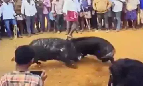 సంక్రాంతి వేడుకలు.. అక్కడ వినూత్న పందేలు