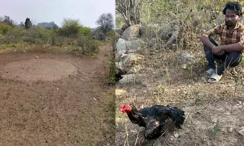 కోడి పందెంల‌పై వ‌న‌ప‌ర్తి స్పెష‌ల్ పోలీసుల మెరుపు దాడి