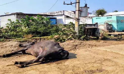 విద్యుత్ షాక్‌తో పాలు గేదె మృతి