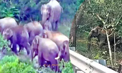 తిరుమలలో ఏనుగుల గుంపు సంచారం